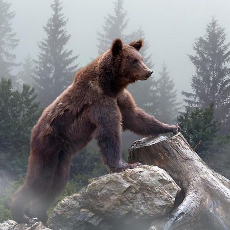 Omeo Suites Big Bear بيغ بير لاكي، سان بيرناردينو، كاليفورنيا المظهر الخارجي الصورة